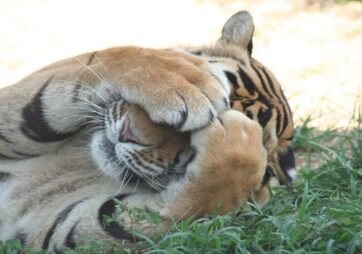 Tigers for Tomorrow