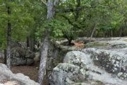 Bear Creek Log Cabins — Lookout Mountain, Alabama