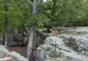 Rocks & Goats