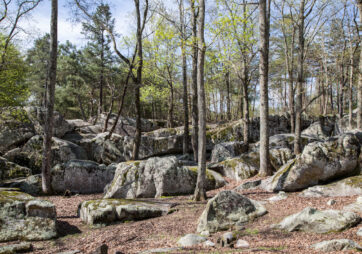 Rocks & Goats